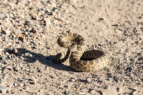 Angry Coiled Rattlesnake Nevada Pyramid Lake — Stock Photo, Image