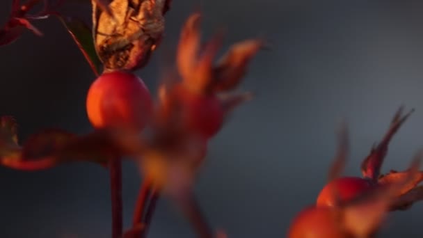 Rose Hips Moving Breeze Slow Motion Sunset 120 Fps — Stock Video