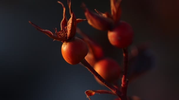 Rose Hips Moving Slow Motion Sunset 120 Fps — Stock Video