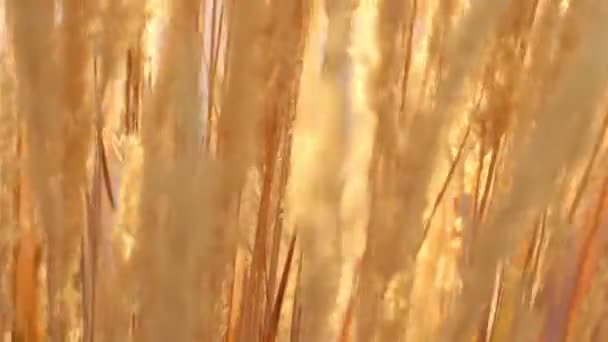 Backlit Yellow Grass Stalks Moving Breeze Slow Motion 120 Fps — Stock Video