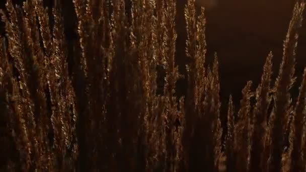 Arkadaki Sarı Çimenler Siyah Gökyüzüne Karşı Ağır Çekimde Hareket Ediyor — Stok video