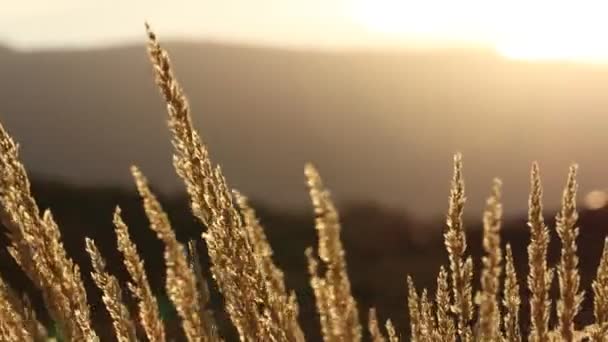 Backlit Yellow Grasses Mountain Silhouette Moving Breeze Slow Motion 120 — Stock Video