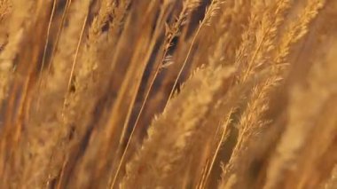 Yavaşça hareket eden ölü otları kapatın. 120 fp.