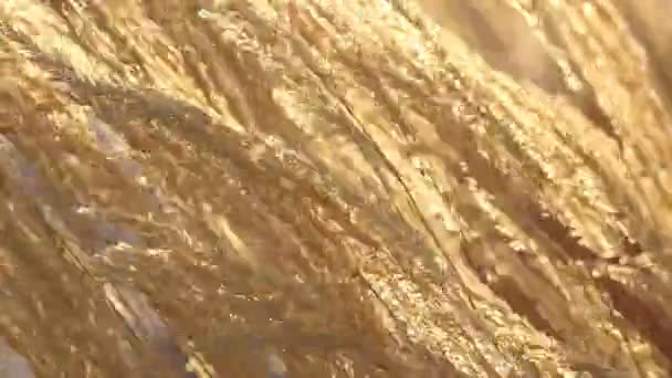 背光的黄草在微风中慢动作120 Fps — 图库视频影像