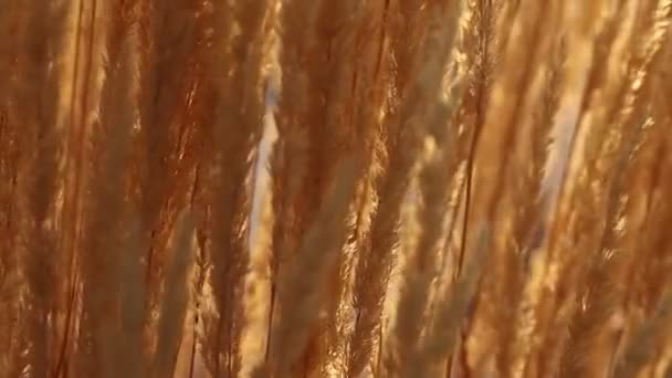 Close Yellow Grasses Moving Breeze Slow Motion 120 Fps — Stock Video