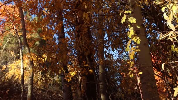 Sötét Őszi Erdő Egy Jól Megvilágított Töviság Lengett — Stock videók