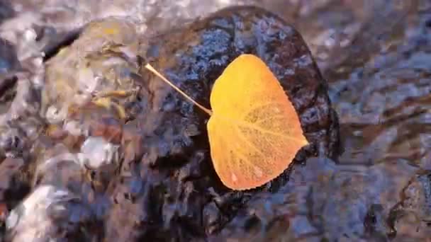 Main Tenue Ralenti Feuille Jaune Dans Ruisseau Sur Roche — Video