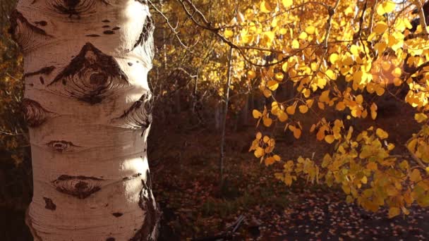 Aspen Trunk Moving Lit Golden Leaves Slow Motion — Stock Video