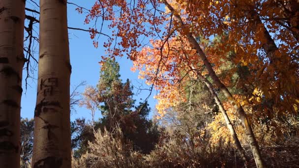 秋色的叶子在微风中飘扬 — 图库视频影像