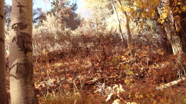 Herfst Bladeren Aspens Bewegen Zachtjes Wind — Stockvideo