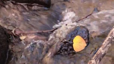 Sarı sonbahar yaprağı 4k deresinde kayaya sıkıştı.