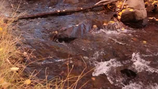 Agua Corriendo Pequeño Arroyo Con Hojas Otoño — Vídeos de Stock