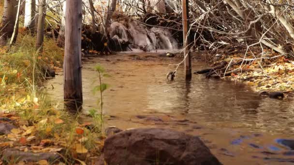 Pequeña Cascada Arroyo Otoño Hojas Doradas Con Sonido Agua Corriendo — Vídeos de Stock