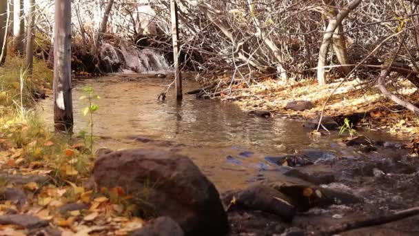 Невеликий Водоспад Струмку Осінньому Золотому Листі Повільний Рух — стокове відео