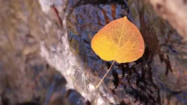 岩石上树叶后面缓慢运动的水 — 图库视频影像