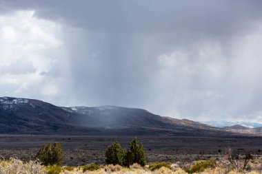 Çöldeki çalı ve ağaçların üzerinde Virga yağmur sahnesi
