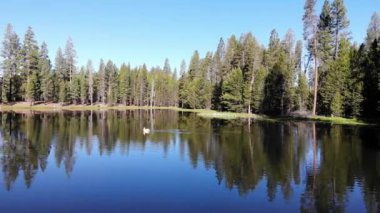 Pelikan 'ı takip et. Ağaçlı gölde yüzüyor.