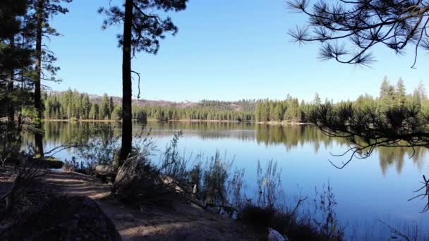 Voar Para Frente Através Árvores Sobre Água Pela Borda Lago — Vídeo de Stock