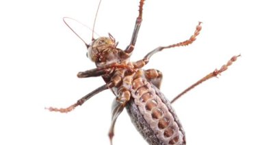 Detaylı görüş altında çok büyük kahverengi katydid karın kasları nefes alırken esnektir