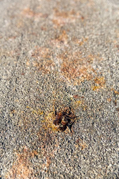 Mormon Cricket Roadkill Fracassato Mezzo Alla Strada Durante Migrazione — Foto Stock