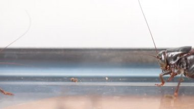 İki siyah mormon cırcır böceği birbirlerini ağır çekimde itiyorlar.