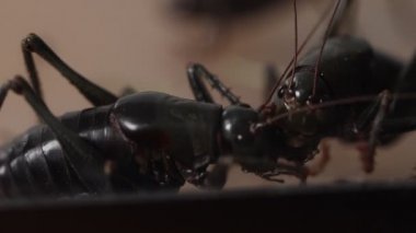 Tankın karanlık bir köşesinde iki cırcır böceği kavga ediyor.