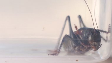 Mormon cırcırböceğini kirli kavanoza koyup dışarı bakar ve ağız parçalarını hareket ettirir.