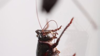 Cırcır böceği antenini çene kemiğine odaklı cam tankın önünde tımar eder.