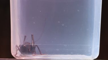 Katydid 'in kirli kavanozda yakaladığı kriket kaçacak gibi görünüyor.