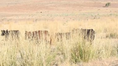 Kırmızı ve siyah inekler uzun otlakların arasında ağır çekimde gidiyorlar.