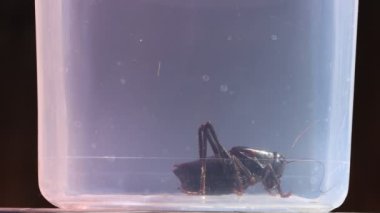 Kara Katydid pis böcek avlama konteynırlarını ve farklı pozisyonlarda damatları keşfediyor.