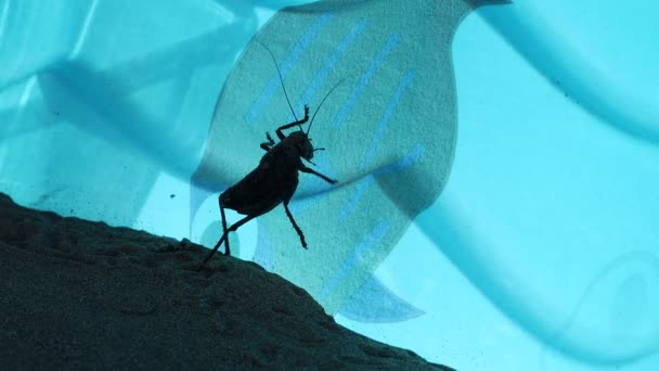 Silhouette Cricket Contre Côté Piscine Bleue Secousses Nerveuses — Video