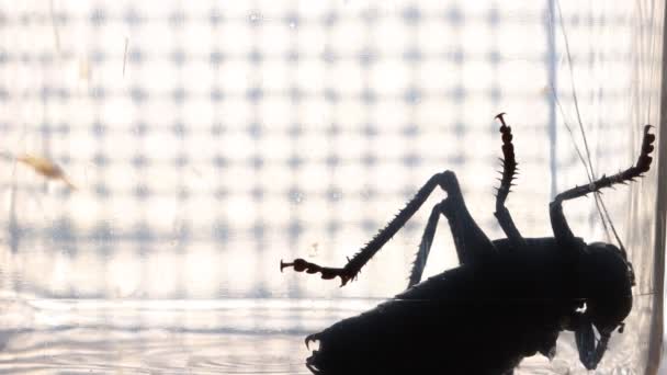 Alien Zoek Backlit Silhouet Van Een Cricket Een Vuile Vangst — Stockvideo