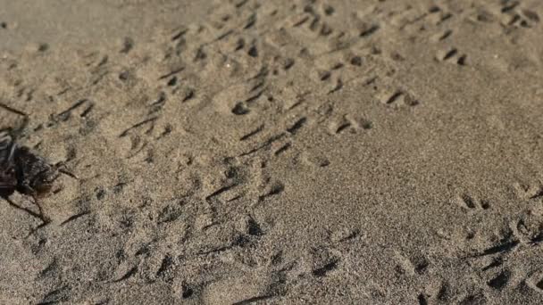 Preto Katydid Pás Areia Câmera Lenta — Vídeo de Stock