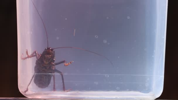 Cativeiro Críquete Preto Katydid Frasco Captura Imundo Fica Parede Noivos — Vídeo de Stock