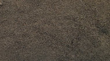 Büyük siyah cırcır böceği rahatsız edilmeden kumda yürüyor ve ağır çekimde ayak izleri bırakıyor.