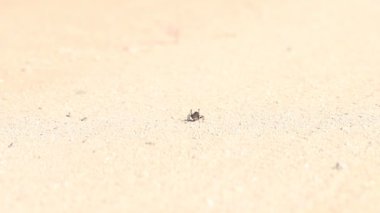 Mormon cricket butt walking away out of focus plane