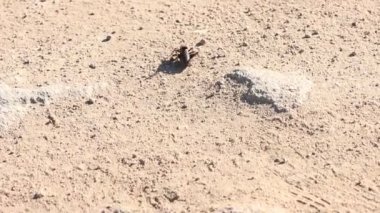 Mormon cırcır böceği Katydid ağır çekimde beceriksizce zıplıyor.