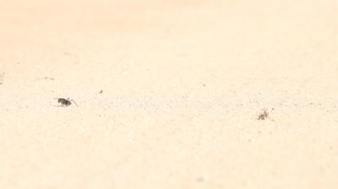 Mormon cırcırböceği solda yürüyor.