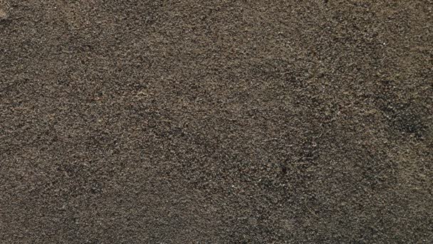 Grande Grilo Preto Caminha Através Areia Imperturbável Deixando Pegadas Câmera — Vídeo de Stock