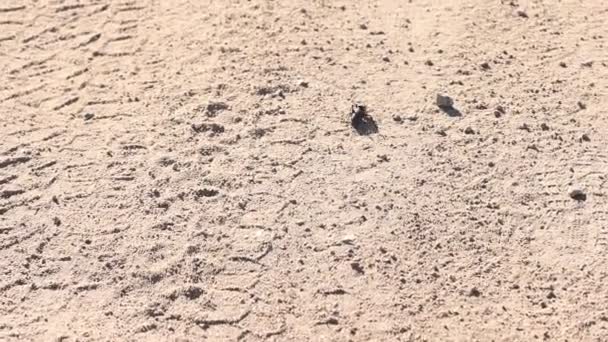 Mormoon Cricket Woestijn Springen Weg Komen Slow Motion — Stockvideo