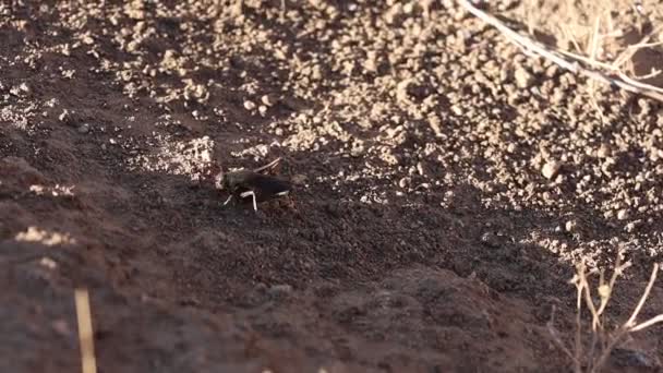Mormon Cırcırböceği Çölde Yürüyor — Stok video