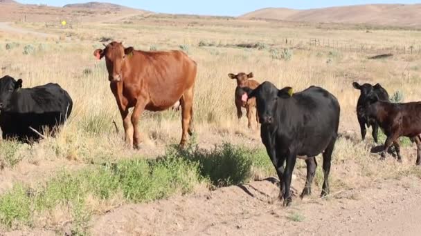 Las Vacas Campo Desierto Retiran Cámara Lenta — Vídeo de stock