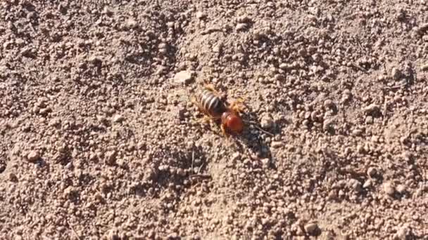 Jeruzalem Cricket Met Gewond Been Lopen Door Woestijn Slow Motion — Stockvideo