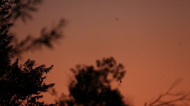 Vliegende Silhouet Vleermuizen Tegen Een Oranje Lucht Zonsondergang — Stockvideo