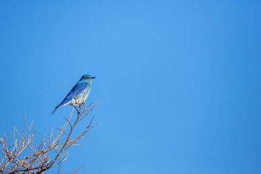 Mavi gökyüzüne karşı bir ağaç dalına tüneyen mavi kuş.