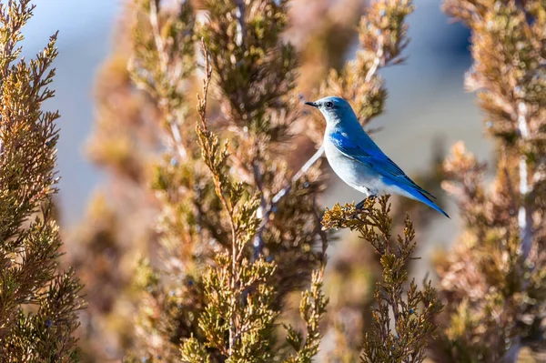 Single Mountain Bluebird Perching Juniper Tree Berries — Stock Photo, Image
