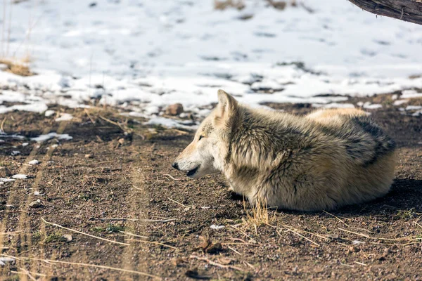 Geretteter Weißer Wolf Liegt Auf Schneebedecktem Boden Freien Wildpark — Stockfoto