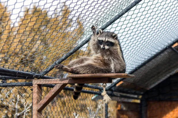 Rescued Racoons Fence Outdoors Wildlife Sanctuary Park — Stock Photo, Image