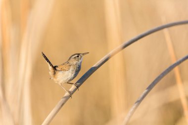 Tiny bewicks esmer kamışların arasına gizlenmiş, tünemiş ve bir eş arıyor.